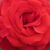 Żółto - czerwony  - Róża wielkokwiatowa - Hybrid Tea - Kalotaszeg